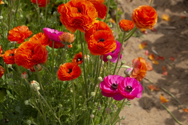 This image has an empty alt attribute; its file name is ranunculus-flower.jpg